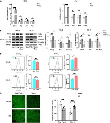 Endoplasmic Reticulum Stress/Ca2+-Calmodulin-Dependent Protein Kinase/Signal Transducer and Activator of Transcription 3 Pathway Plays a Role in the Regulation of Cellular Zinc Deficiency in Myocardial Ischemia/Reperfusion Injury